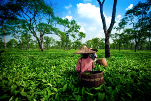 Assam tea