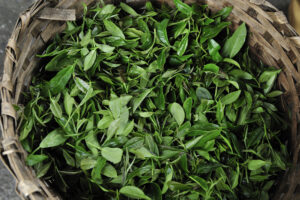 Darjeeling tea leaves